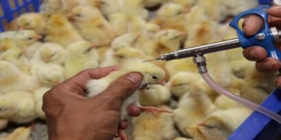 Bệnh bạch lỵ ở gà ở gà được gây ra chủ yếu bởi hai loại vi khuẩn chính là Avibacterium 